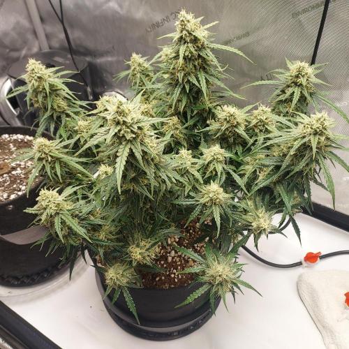 Northern Lights Auto - First Autopot Try. Week 10 - Day 71