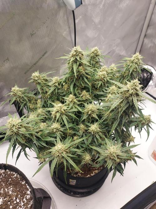 Northern Lights Auto - First Autopot Try. Week 10