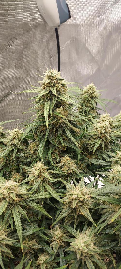 Northern Lights Auto - First Autopot Try. Week 10 - Day 71