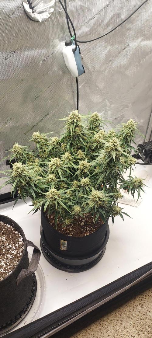 Northern Lights Auto - First Autopot Try. Week 10