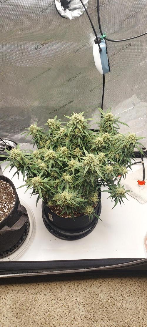 Northern Lights Auto - First Autopot Try. Week 10