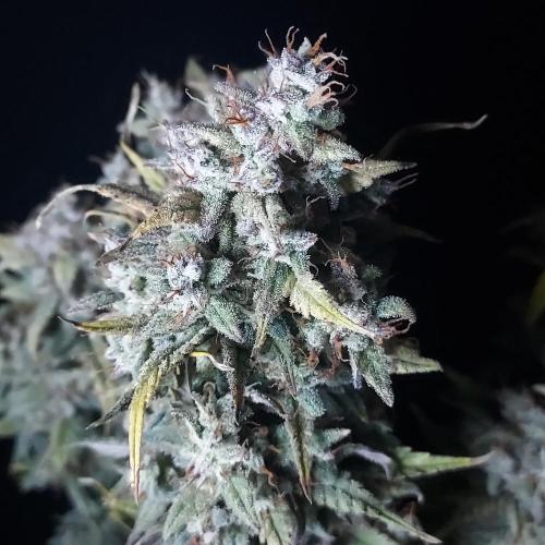 Apple Strudel Auto. Week 10 - So frosty!