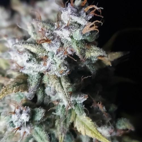 Apple Strudel Auto. Week 10 - Lovely close-up, nice hairs!