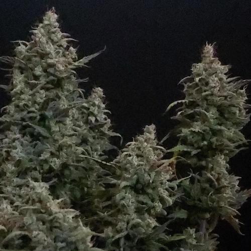 Apple Strudel Auto. Week 10