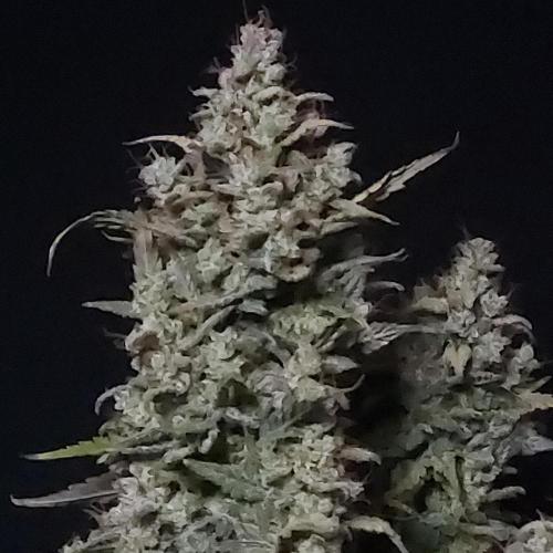 Apple Strudel Auto. Week 10 - Nice Nugs