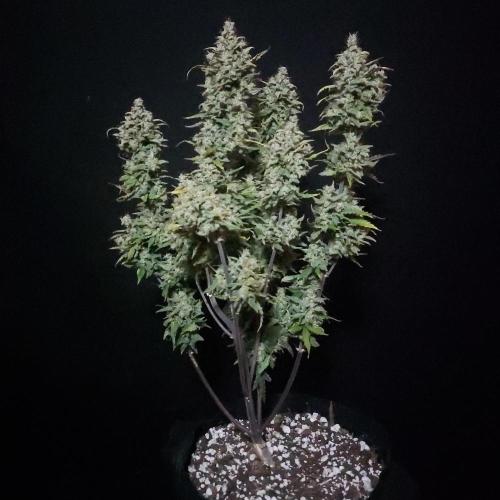 Apple Strudel Auto. Week 10