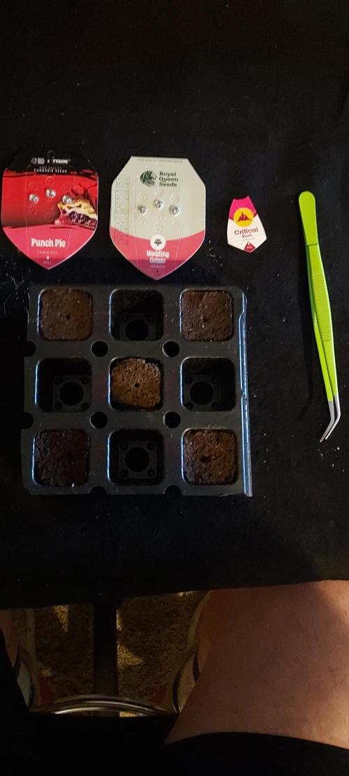 Wedding Gelato - The Bride. Week 0