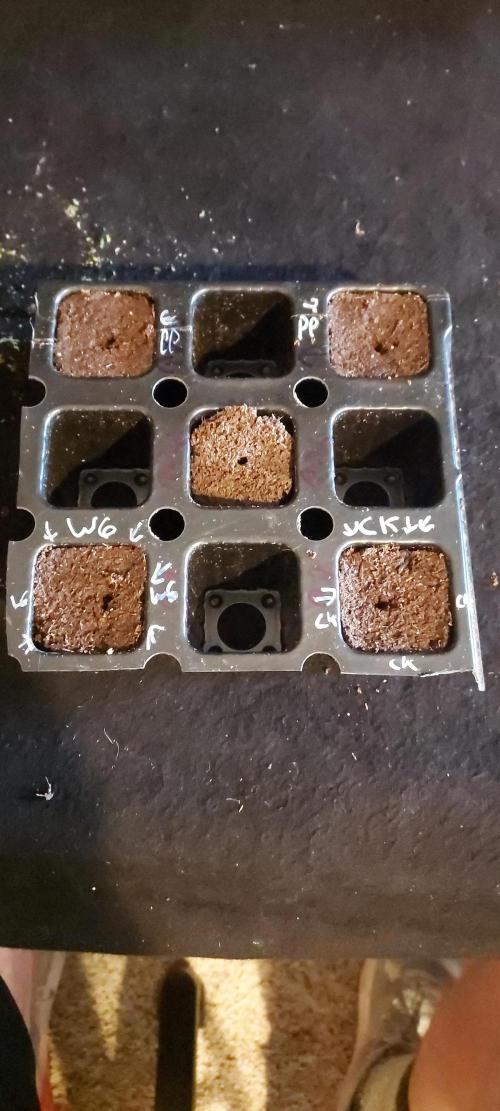 Wedding Gelato - The Bride. Week 0