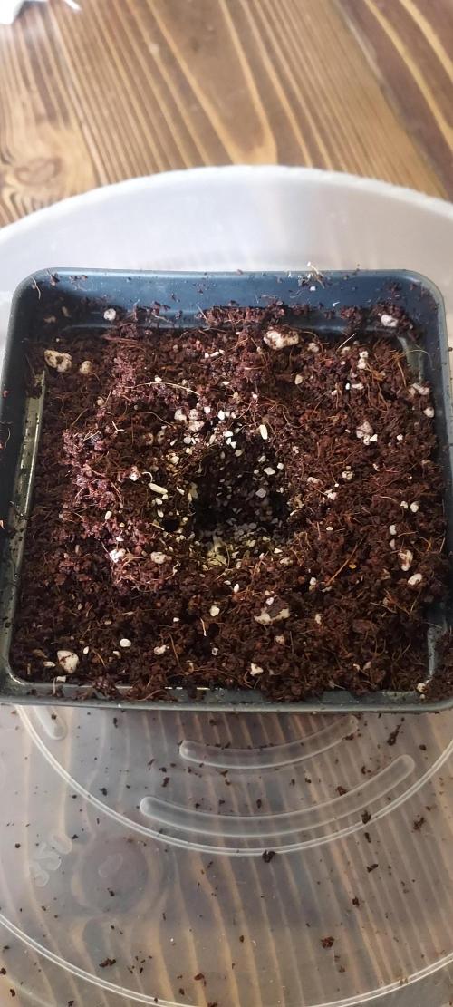 Wedding Gelato - The Bride. Week 0