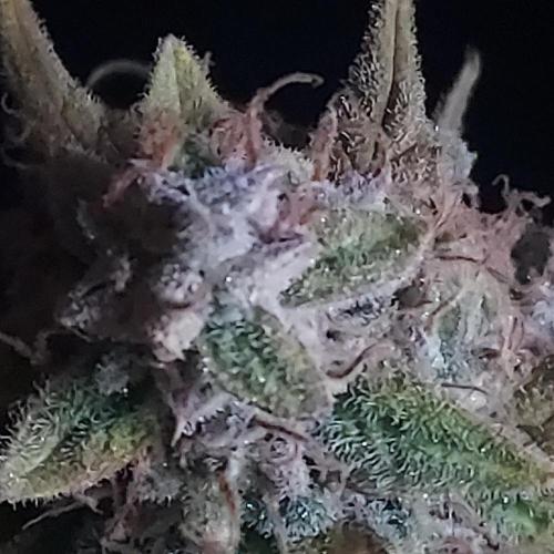 Northern Lights Auto - First Autopot Try. Week 11 - Hard to get a non-blurry one with a cell phone haha, but looking good!