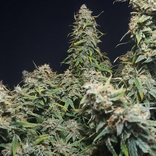 Northern Lights Auto - First Autopot Try. Week 11