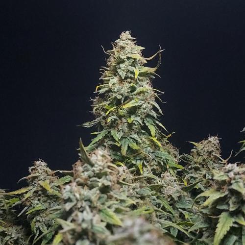 Northern Lights Auto - First Autopot Try. Week 11 - The classic main cola!