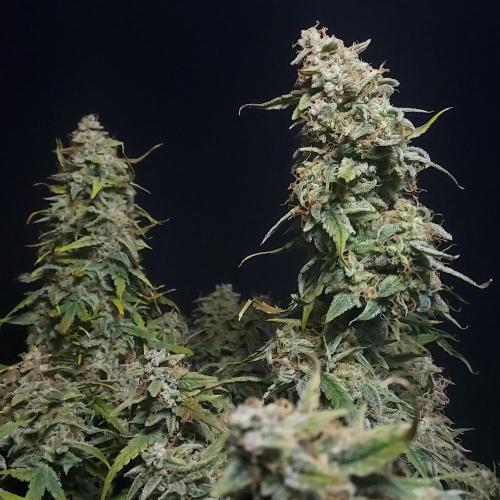 Northern Lights Auto - First Autopot Try. Week 11 - Two towers