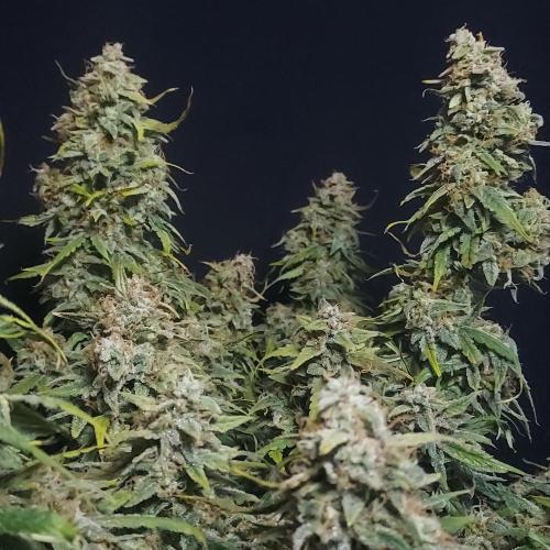 Northern Lights Auto - First Autopot Try. Week 11