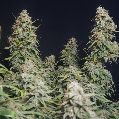 Northern Lights Auto - First Autopot Try. Week 11