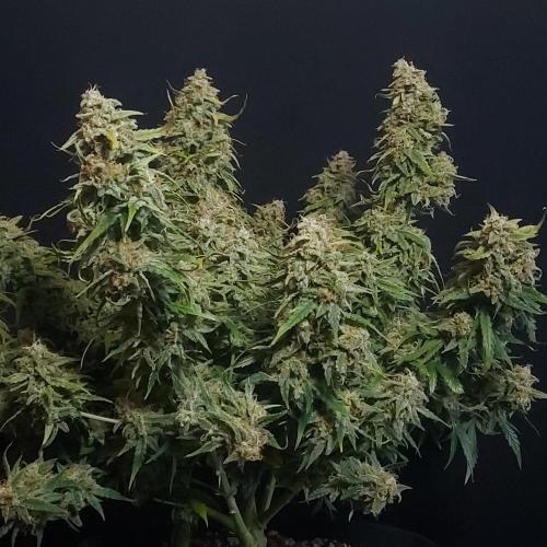 Northern Lights Auto - First Autopot Try. Week 11