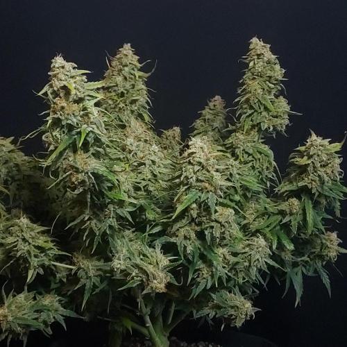 Northern Lights Auto - First Autopot Try. Week 11