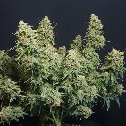 Northern Lights Auto - First Autopot Try. Week 11