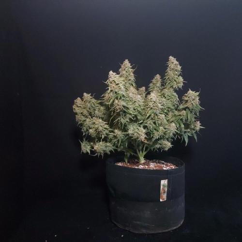 Northern Lights Auto - First Autopot Try. Week 11