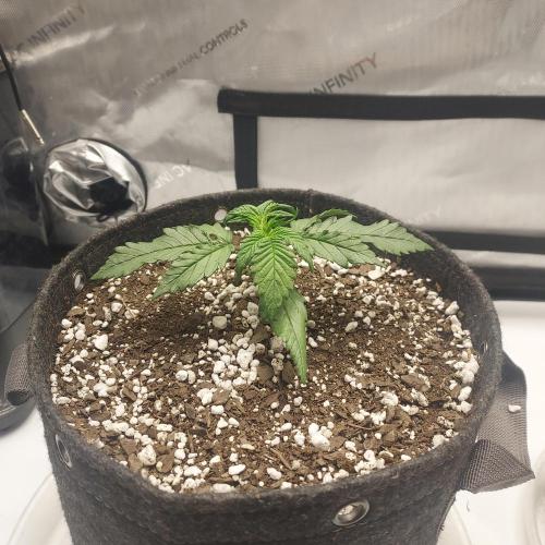 Strawberry Gorilla Auto - 3 Gallon Soil. Week 2 - Solid start at day 14, nothing fancy!
