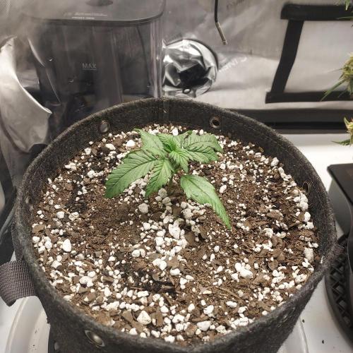 Strawberry Gorilla Auto - 3 Gallon Soil. Week 2 - Looking a bit heavy