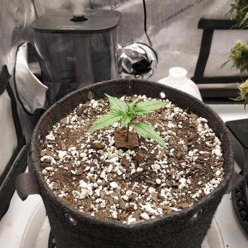 Strawberry Gorilla Auto - 3 Gallon Soil. Week 2