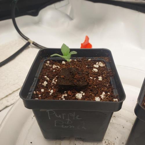 Punch Pie x 2 - Ready for a Knockout!. Week 1 - Day 5