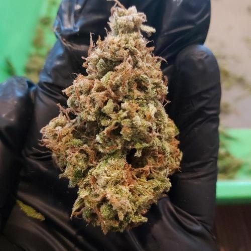 Northern Lights Auto - First Autopot Try. Week 11