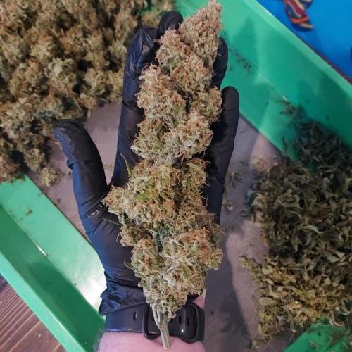 Northern Lights Auto - First Autopot Try. Week 11 - Main Cola, and I am 6'6!