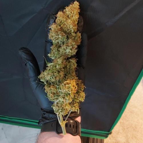 Northern Lights Auto - First Autopot Try. Week 11 - Beautiful Colas!