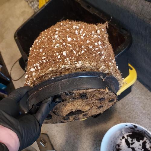 Northern Lights Auto - First Autopot Try. Week 11 - Beautiful roots in Autopots!