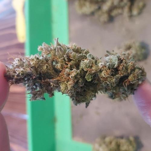 Apple Strudel Auto. Week 10 - Decent nugs, a bit fluffy