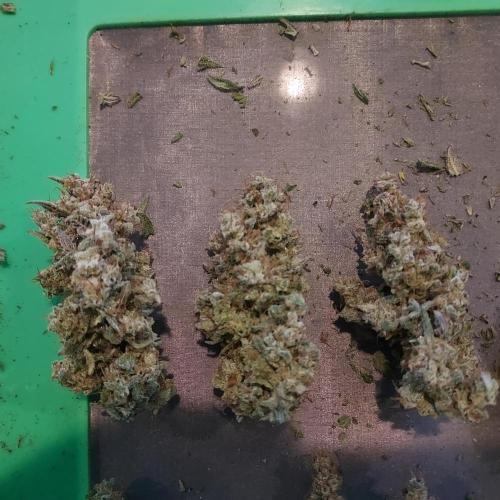 Apple Strudel Auto. Week 10