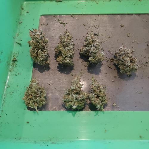 Apple Strudel Auto. Week 10 - Nice main cola nugs