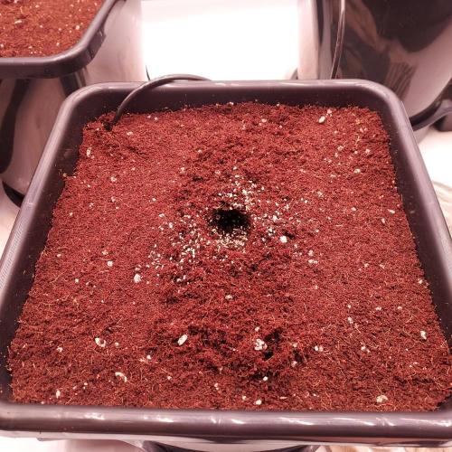 Lemon Cherry Cookies Auto. Week 0 - Little sprinkle of Mykos into hole