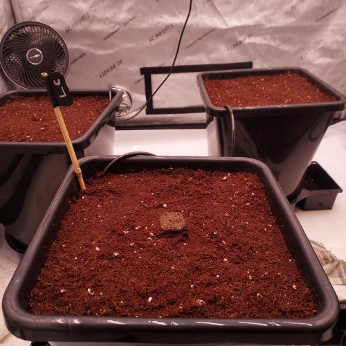 Lemon Cherry Cookies Auto. Week 0 - Ready to go!