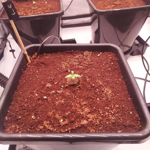 Lemon Cherry Cookies Auto. Week 0 - My day 1!