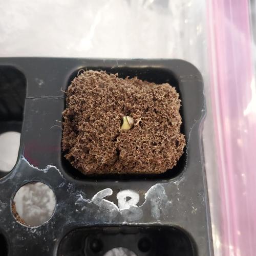 Strawberry Banana Auto. Week 0 - Little one poking out