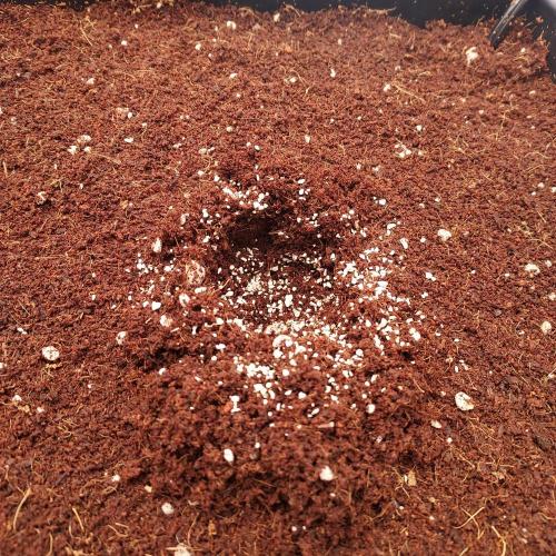 Strawberry Banana Auto. Week 0 - Mykos