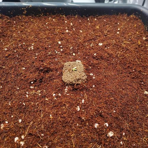 Strawberry Banana Auto. Week 0 - Ready to emerge