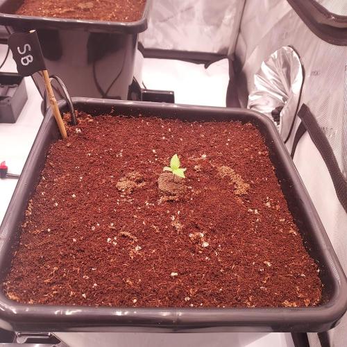 Strawberry Banana Auto. Week 0 - Day 1!