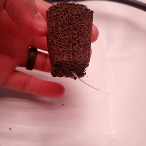 Critical Mass CBD Auto. Week 0 - Great taproot - I love Organiplugs!