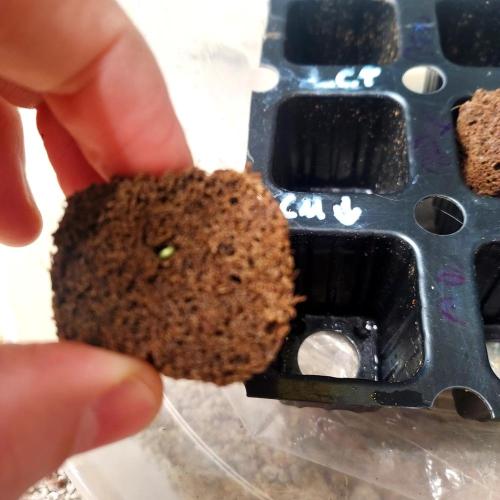 Critical Mass CBD Auto. Week 0 - Little gal poking out