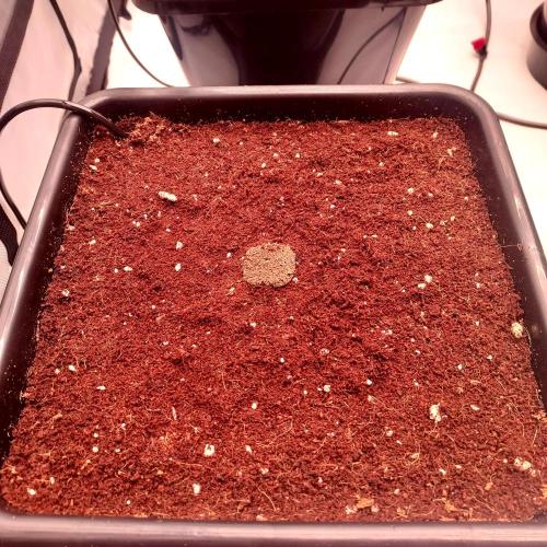 Critical Mass CBD Auto. Week 0 - Settled!