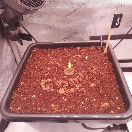 Critical Mass CBD Auto. Week 0 - Day 1!