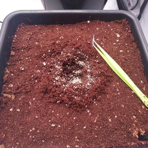 Hyperion F1. Week 0 - Sprinkle of Mykos