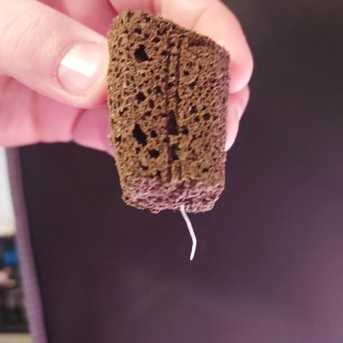 Hyperion F1. Week 0 - Nice taproot!