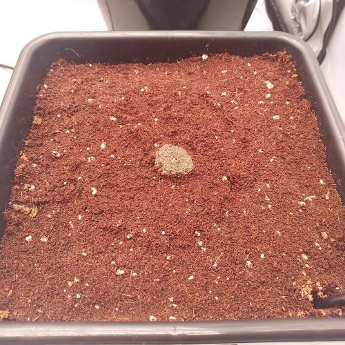 Hyperion F1. Week 0 - Settled!