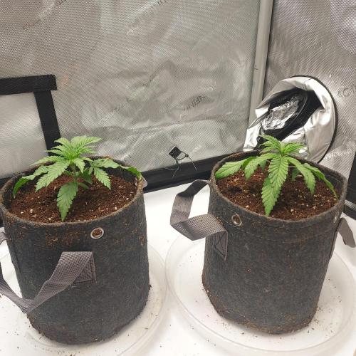 Punch Pie x 2 - Ready for a Knockout!. Week 2 - Day 16