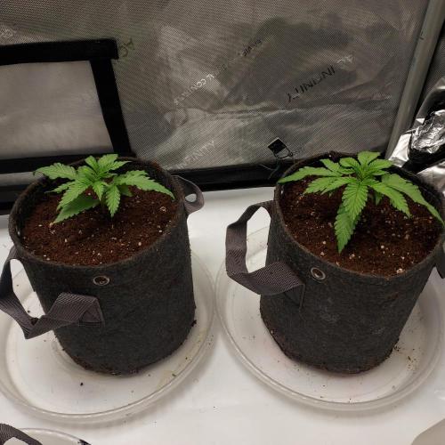 Punch Pie x 2 - Ready for a Knockout!. Week 2 - Transplant to 1 gallon - successful! Day 15